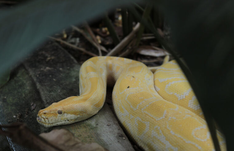 Verme comum em cobras píton é achado no cérebro humano