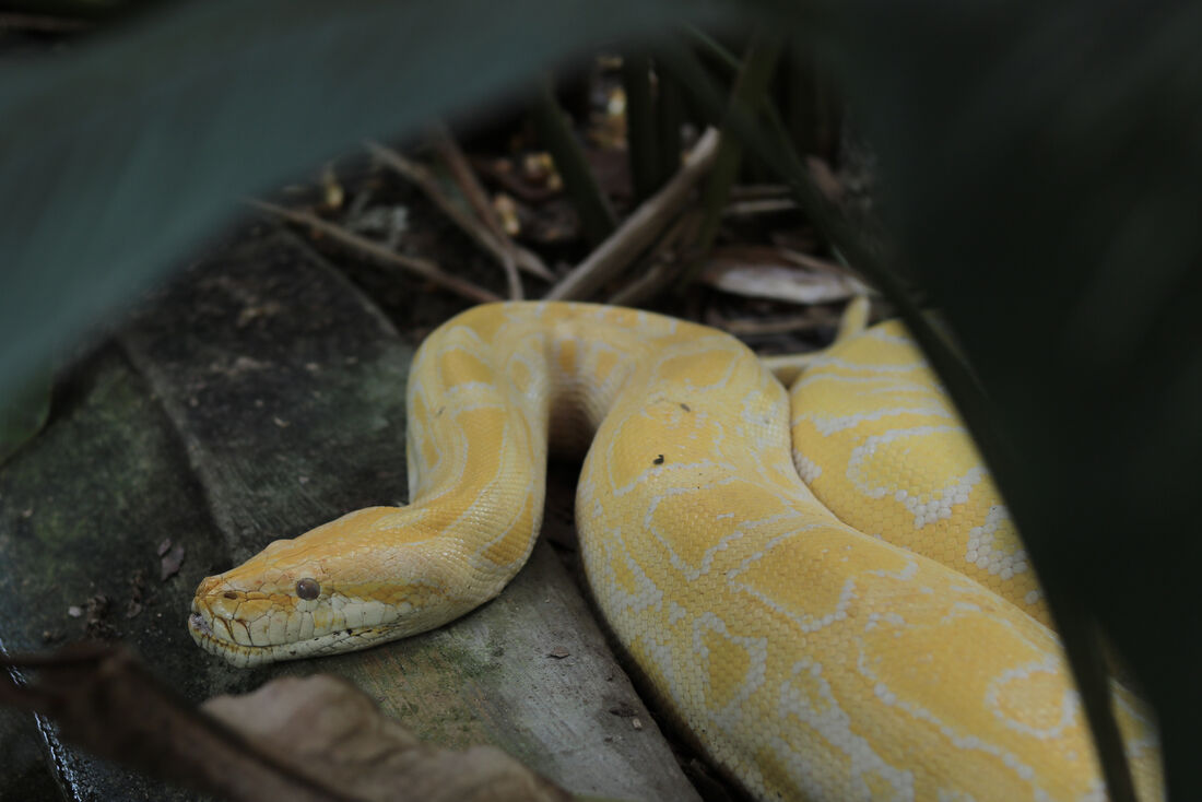 Verme comum em cobras píton é achado no cérebro humano