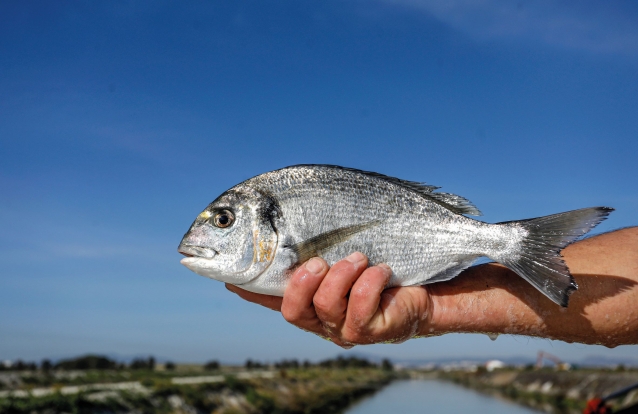 Peixe cai do céu sobre transformador e causa apagão em cidade dos EUA