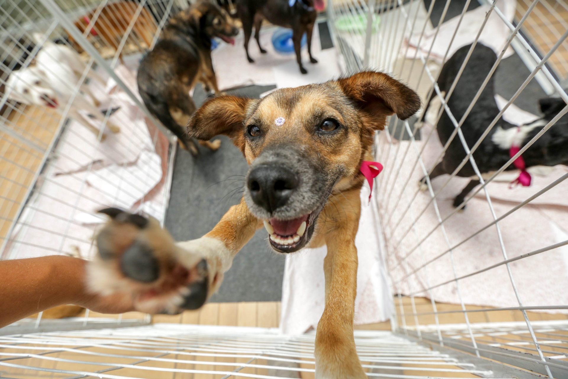 Evento de adoção de animais terá cerveja grátis para quem doar ração