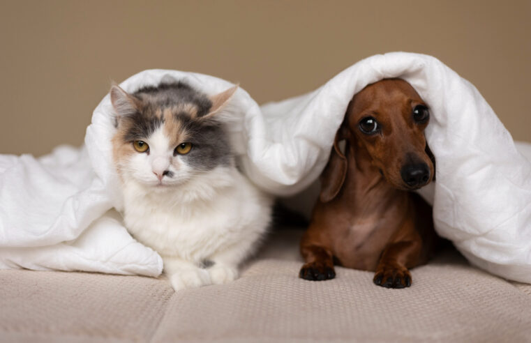 Cerca de 58% da população fluminense prefere cachorros a gatos