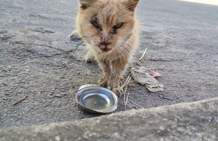 Gata de MG, com 29 anos, pode assumir recorde de mais velha do mundo