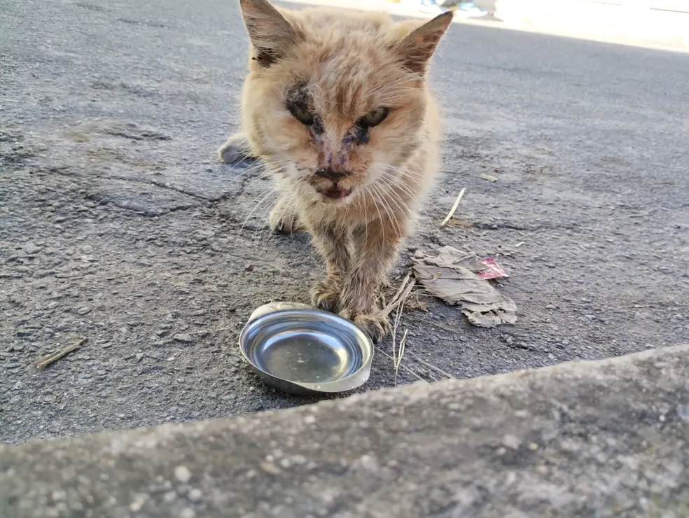 Gata de MG, com 29 anos, pode assumir recorde de mais velha do mundo