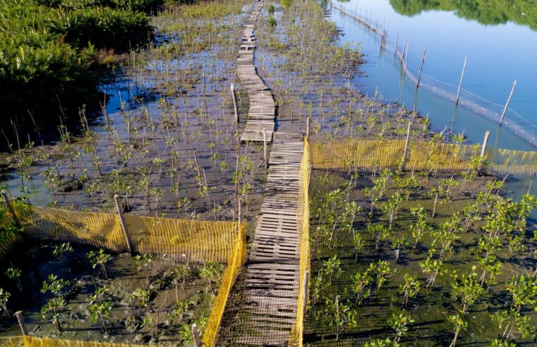 Em meio a recuperação, manguezal na Lagoa do Camorim alcança dois hectares