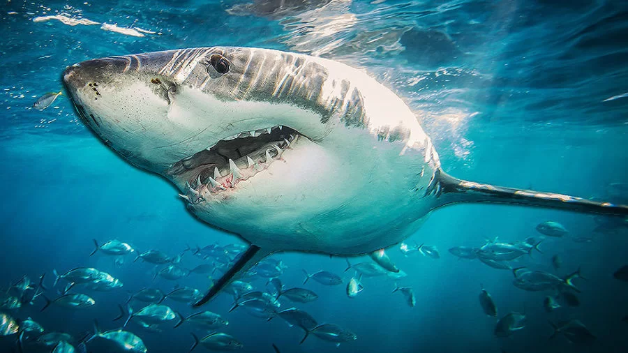 Tubarão branco ataca surfista em praia na Austrália