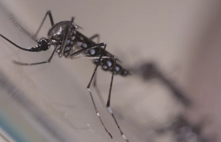 Minas Gerais registra aumento de 542% em casos de Chikungunya