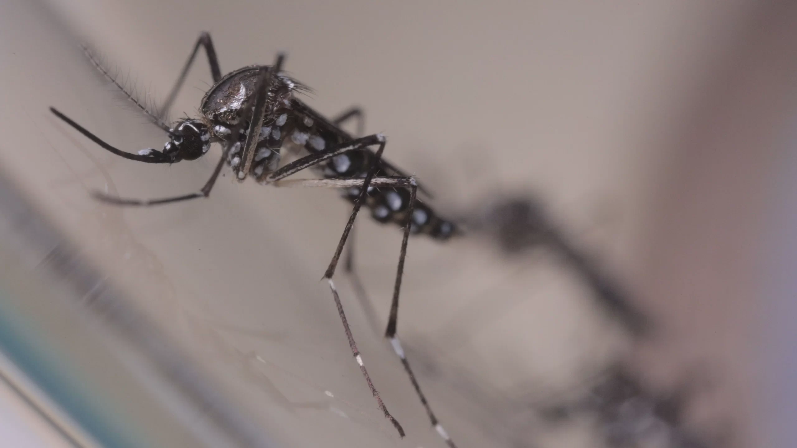 Minas Gerais registra aumento de 542% em casos de Chikungunya