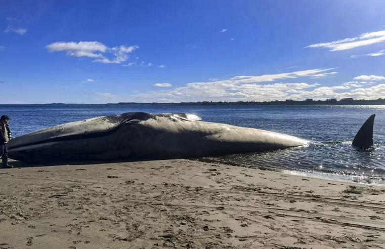 Animal morto em praia do Chile pode ser uma baleia-azul