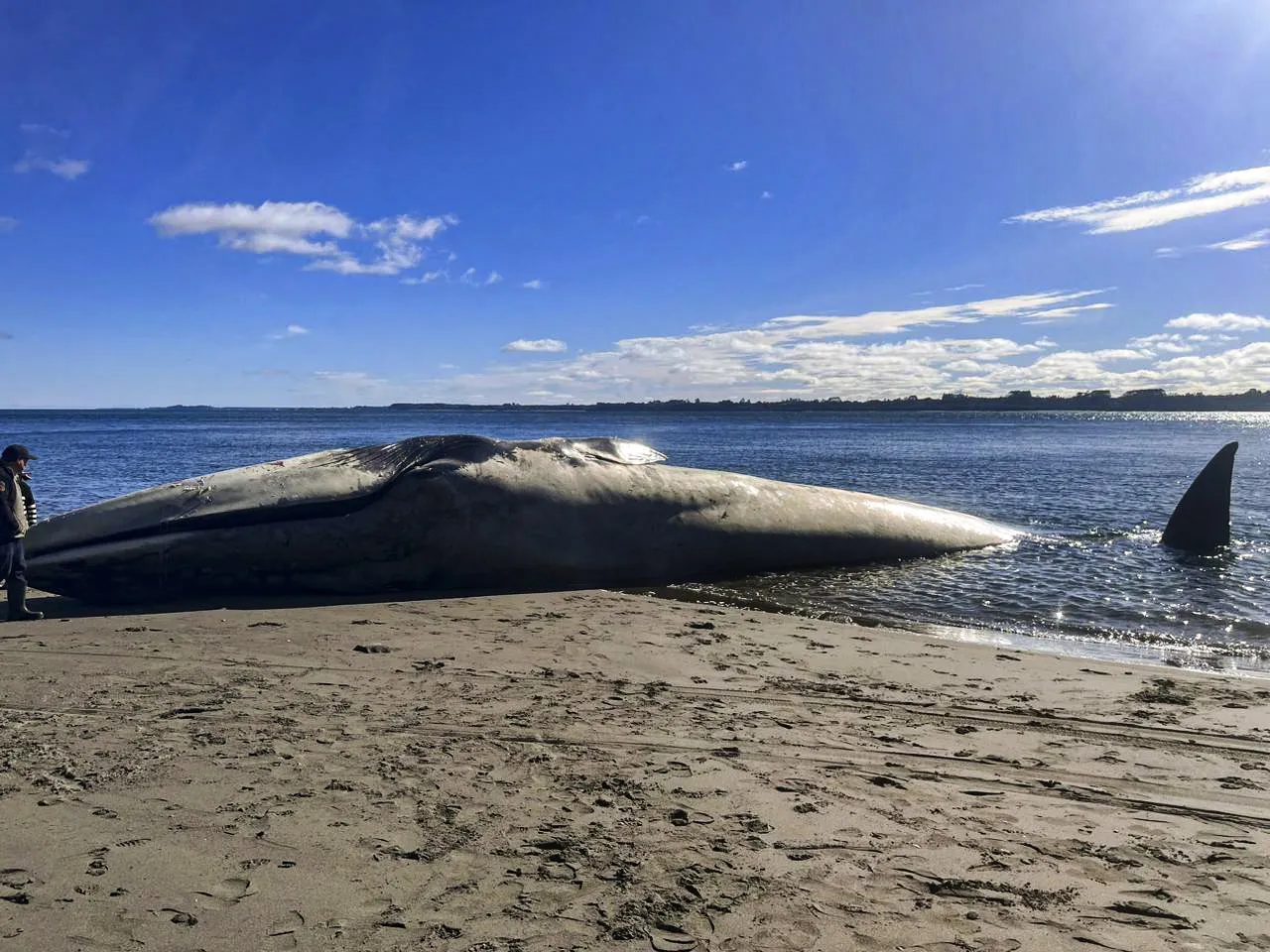 Animal morto em praia do Chile pode ser uma baleia-azul