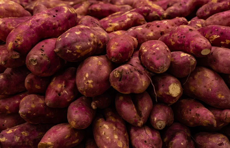 Super batata doce: Cientistas da Unicamp fortificam batata doce com vitamina A