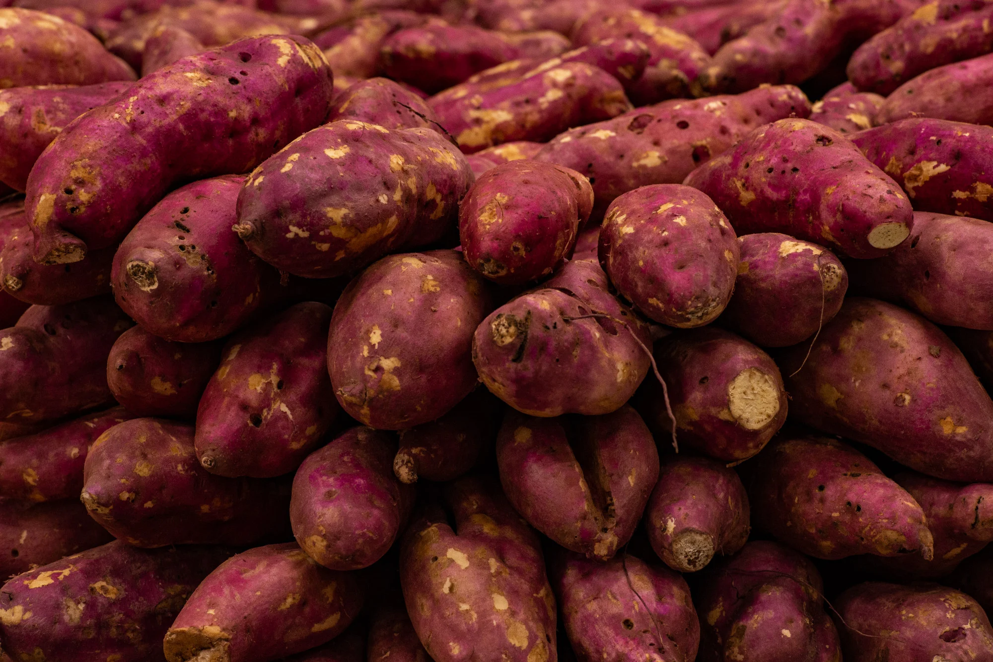 Super batata doce: Cientistas da Unicamp fortificam batata doce com vitamina A