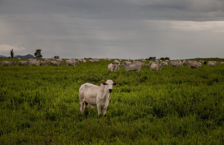 Área de preservação no Pará tem gado ilegal e trabalho análogo à escravidão