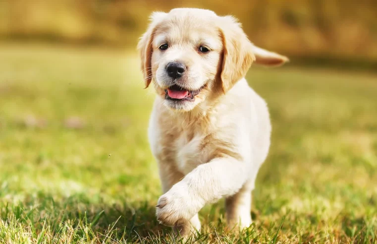 Neste sábado é comemorado o dia do cachorro