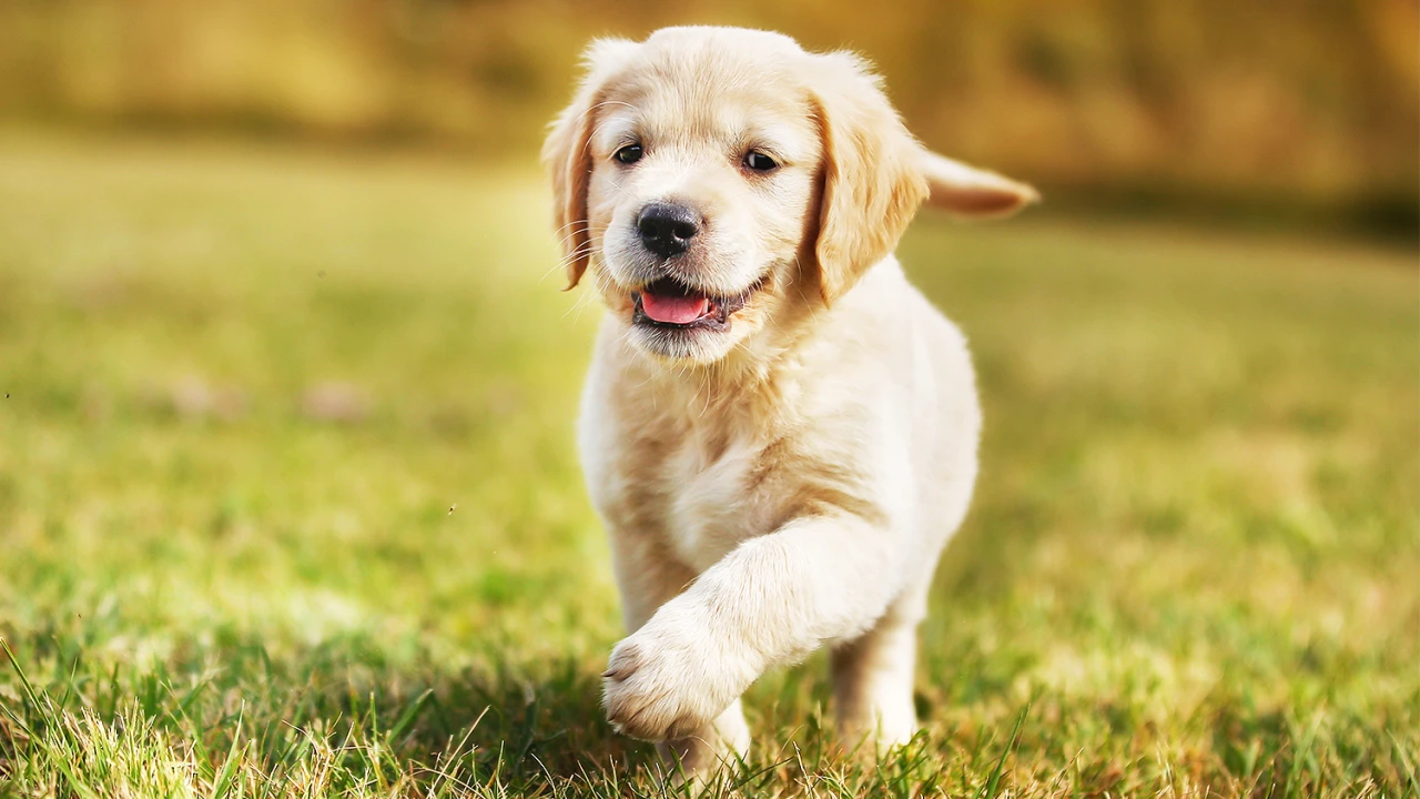 Neste sábado é comemorado o dia do cachorro