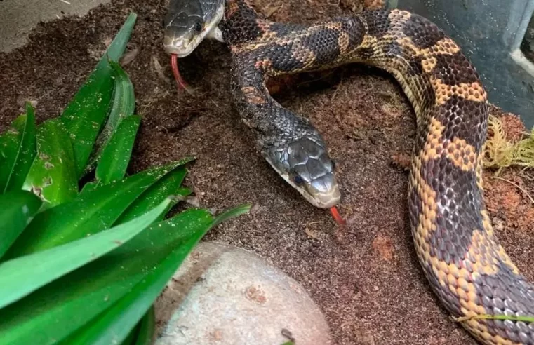 Cobra de duas cabeças volta a ser exibida em zoológico no Texas