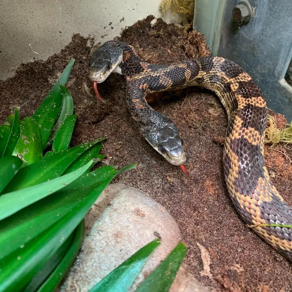 Cobra de duas cabeças volta a ser exibida em zoológico no Texas