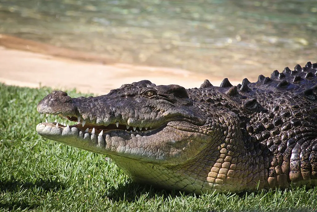 Mulher fica 90 minutos presa na boca de crocodilo e sobrevive na Indonésia