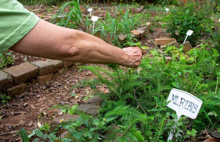 Fiocruz sugere propostas para revisão de política de plantas medicinais