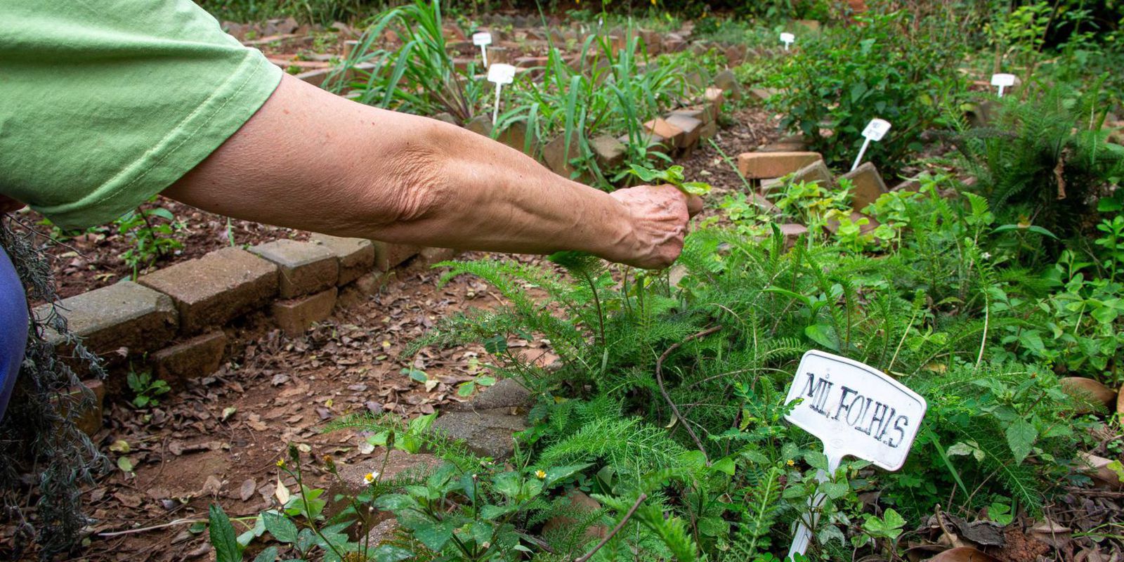 Fiocruz sugere propostas para revisão de política de plantas medicinais