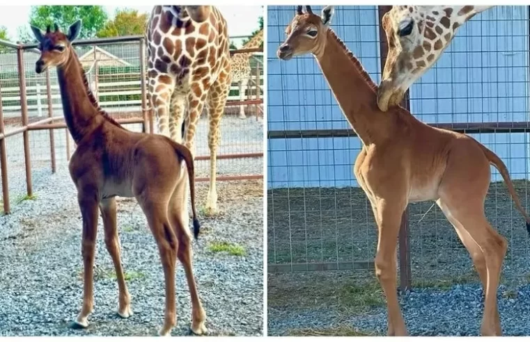 Girafa sem manchas nasce no zoológico nos EUA