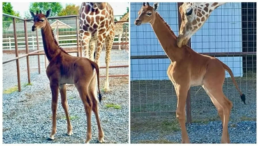 Girafa sem manchas nasce no zoológico nos EUA