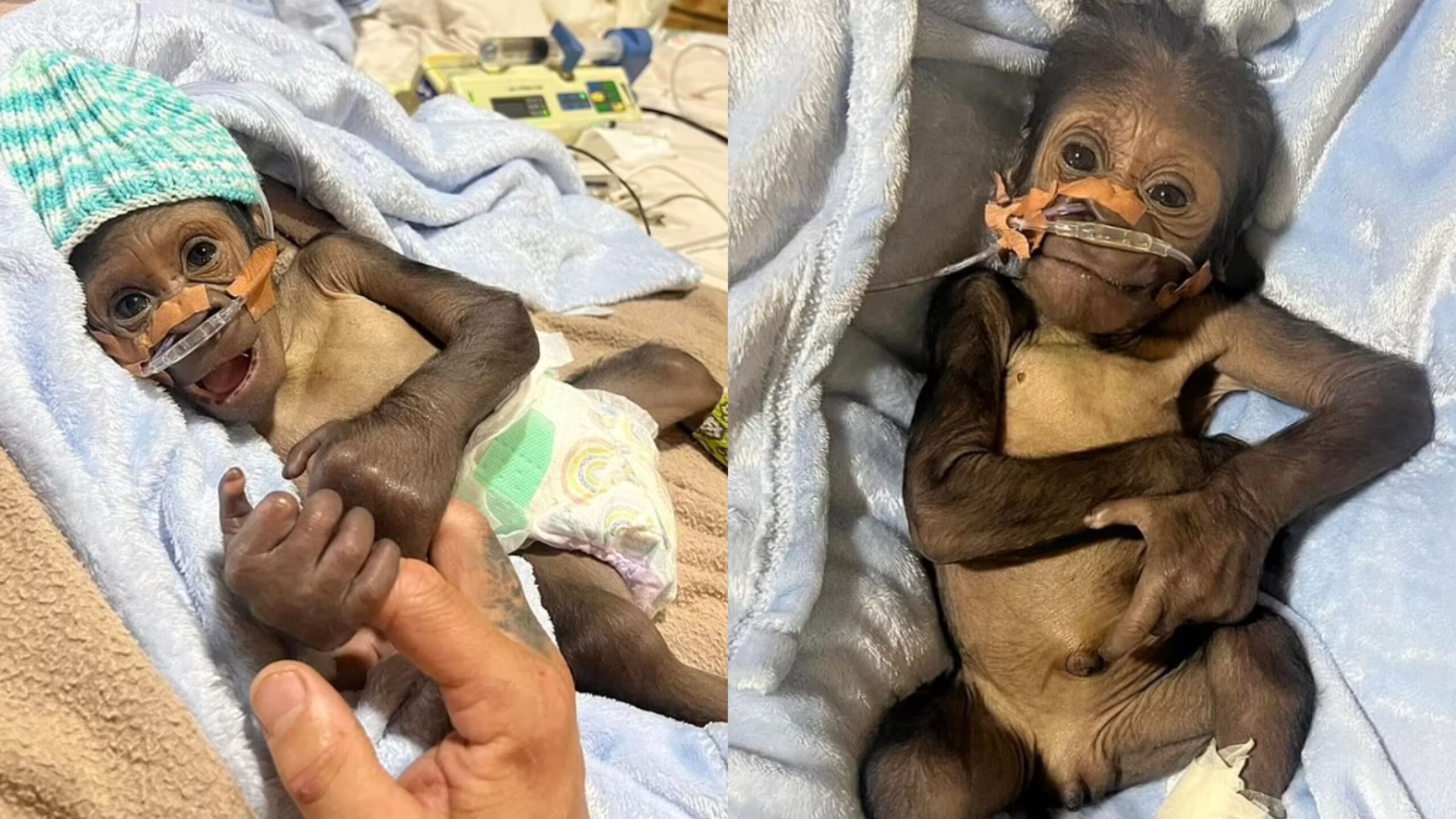 Bebê gorila é salvo e ganha mãe adotiva