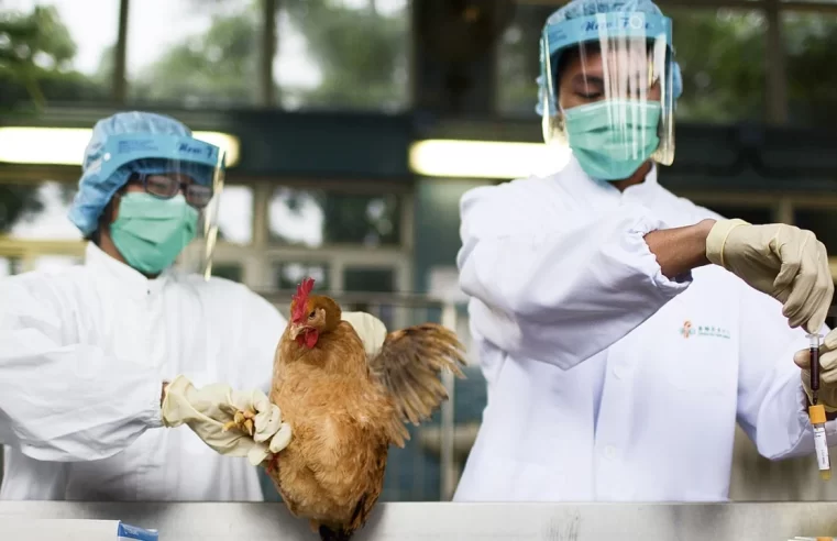 Gripe aviária tem mais 2 casos confirmados em aves silvestres