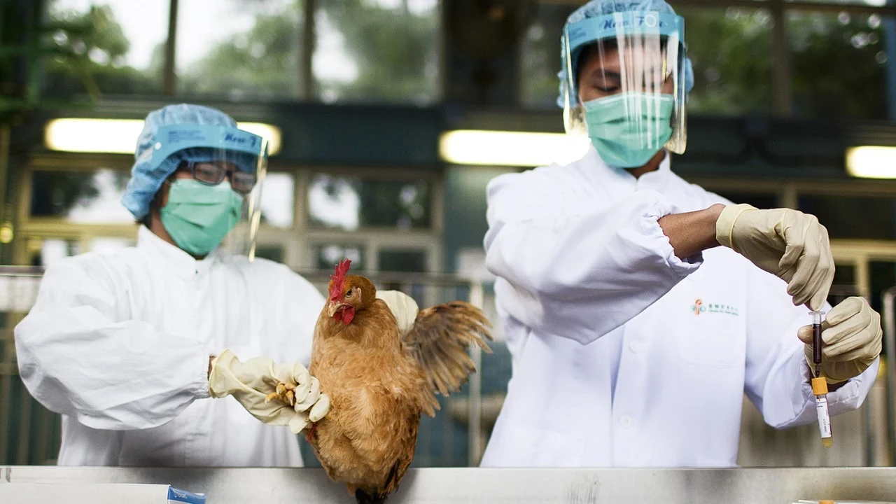 Gripe aviária tem mais 2 casos confirmados em aves silvestres