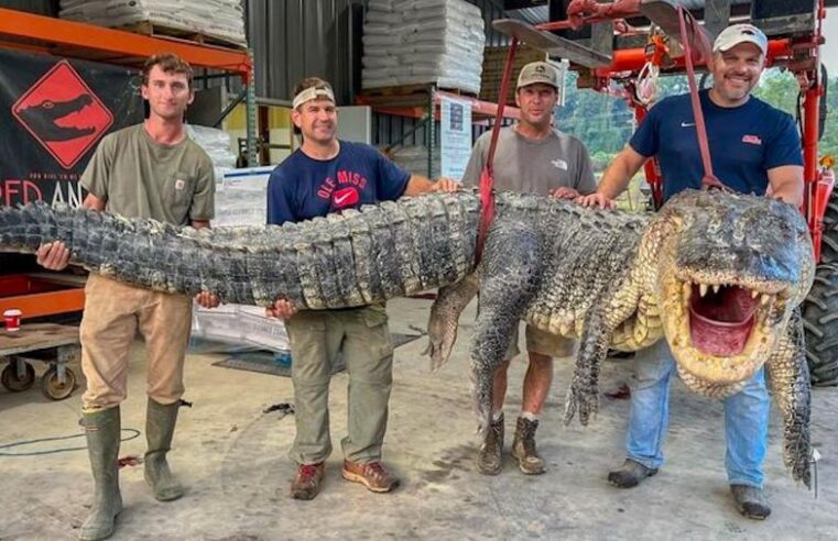 Caçadores capturam e matam jacaré de quase 2 tonaledas