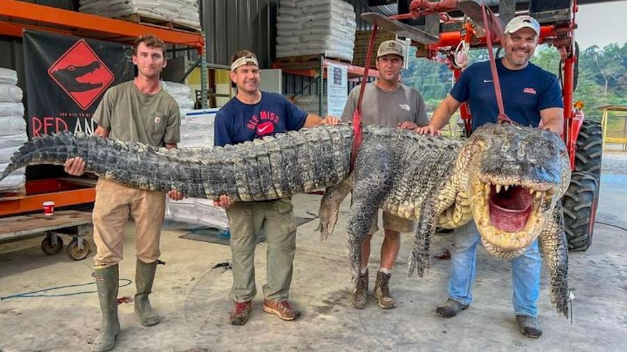 Caçadores capturam e matam jacaré de quase 2 tonaledas