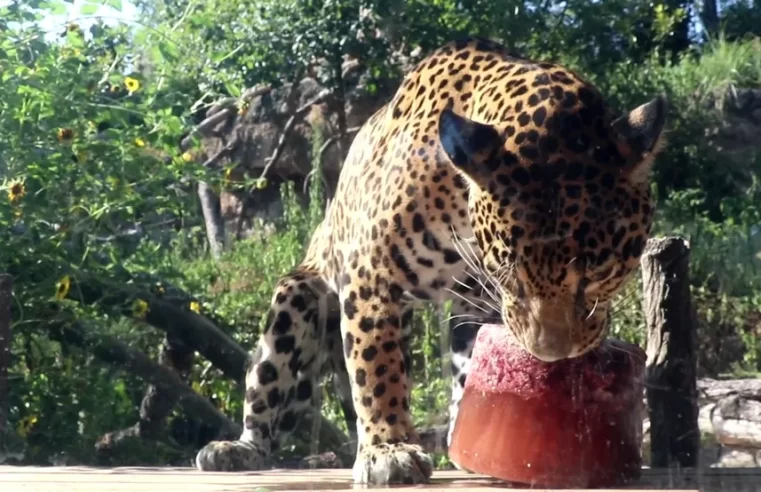 Onça pintada ganha picolé de sangue para enfrentar o calor