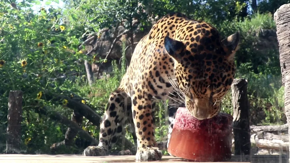 Onça pintada ganha picolé de sangue para enfrentar o calor