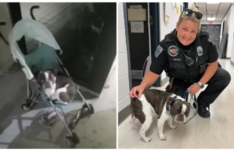 Tutora abandona cão em aeroporto dos EUA após se recusar a despachá-lo