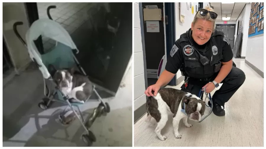 Tutora abandona cão em aeroporto dos EUA após se recusar a despachá-lo