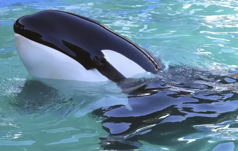 Morre orca Lolita, mantida em cativeiro por mais de 50 anos