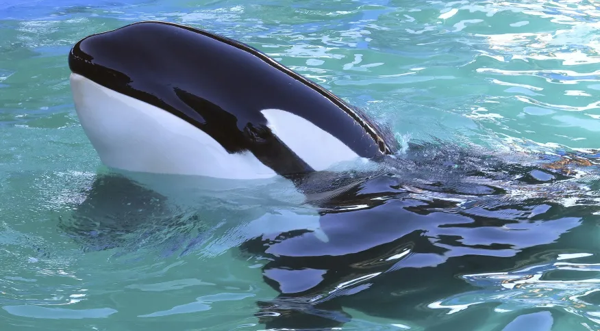 Morre orca Lolita, mantida em cativeiro por mais de 50 anos