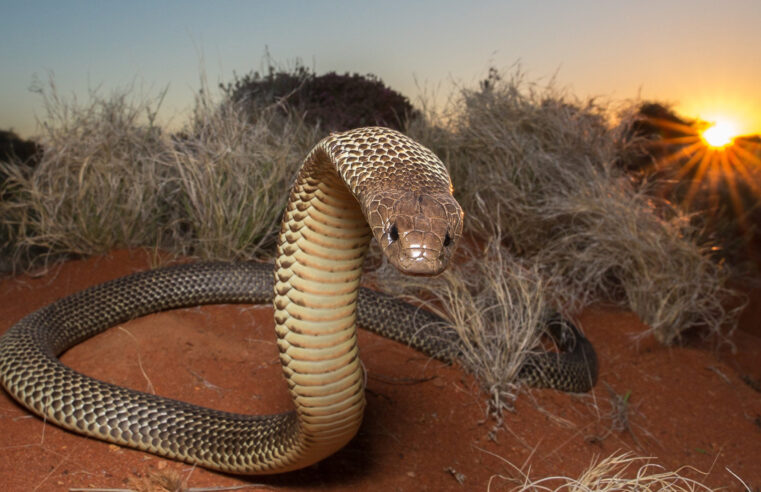 Calor antecipa temporada de cobras venenosas na Austrália