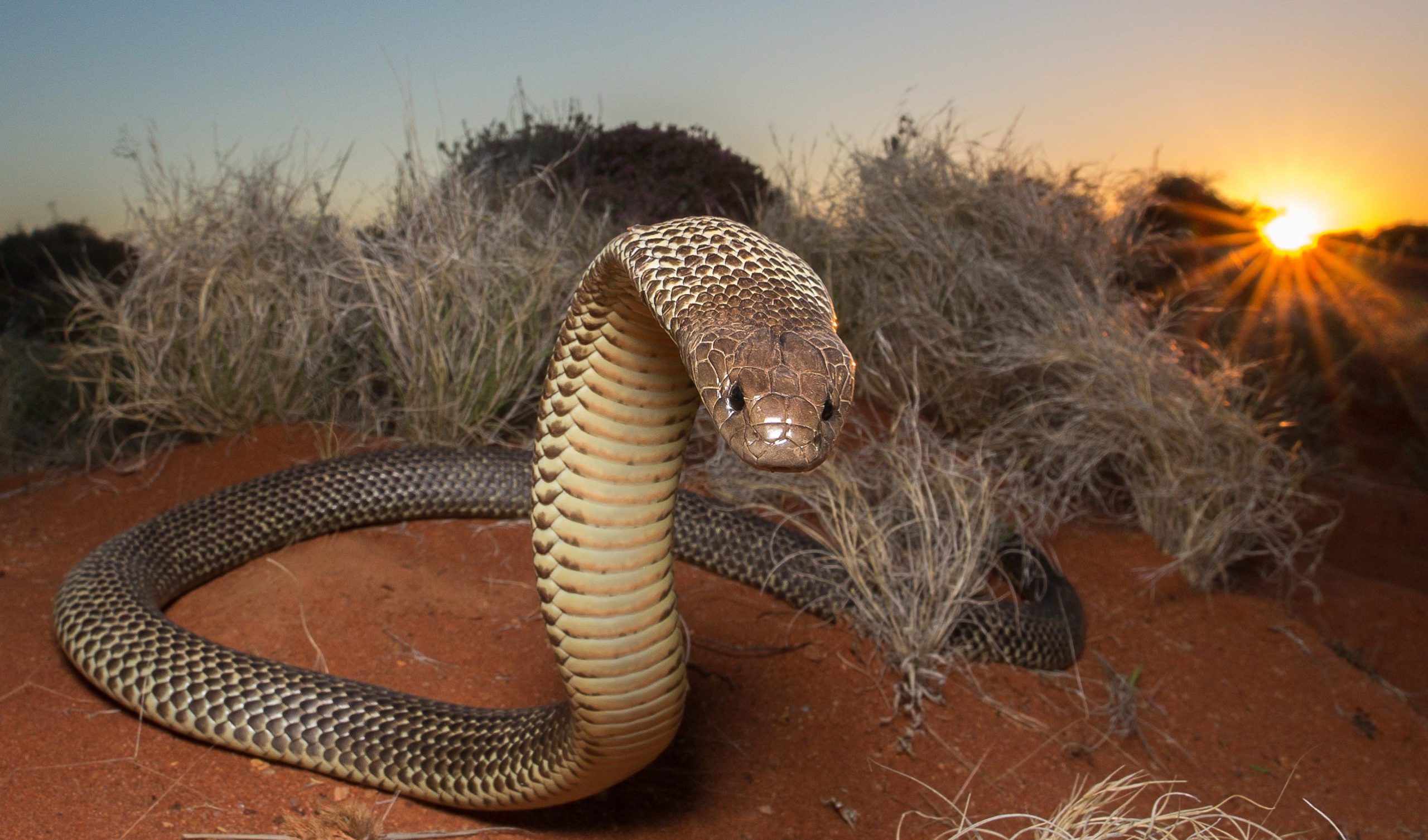 Calor antecipa temporada de cobras venenosas na Austrália