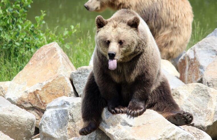 Urso é flagrado se refrescando em piscina na Califórnia