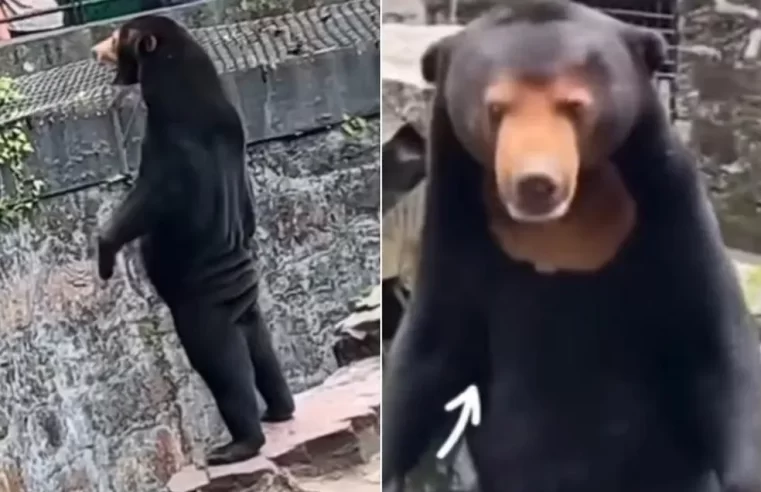 Zoológico chinês afirma que urso não é homem fantasiado