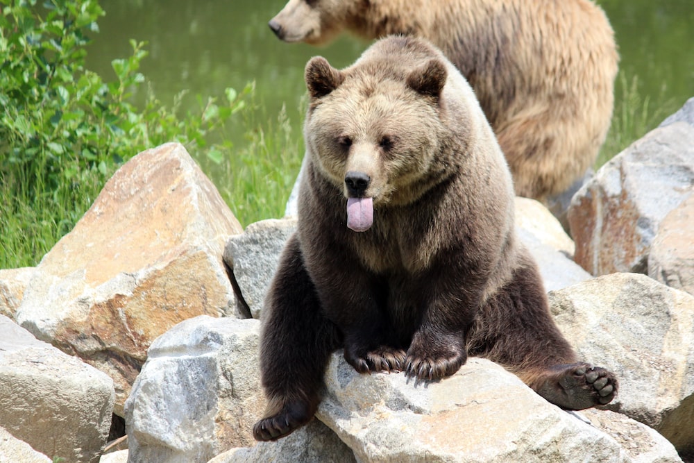 Urso é flagrado se refrescando em piscina na Califórnia