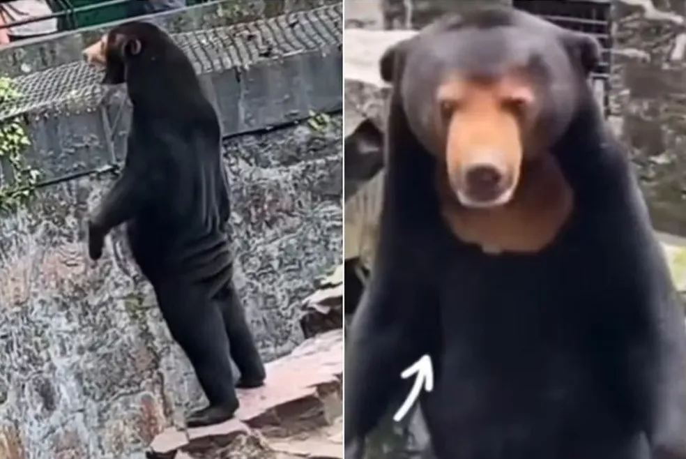 Zoológico chinês afirma que urso não é homem fantasiado