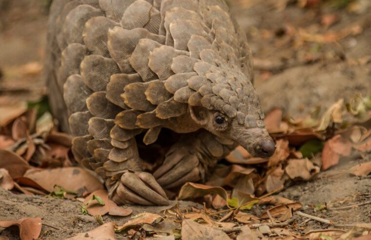 Espécie recém-descoberta de pangolim pode ajudar na luta contra a extinção