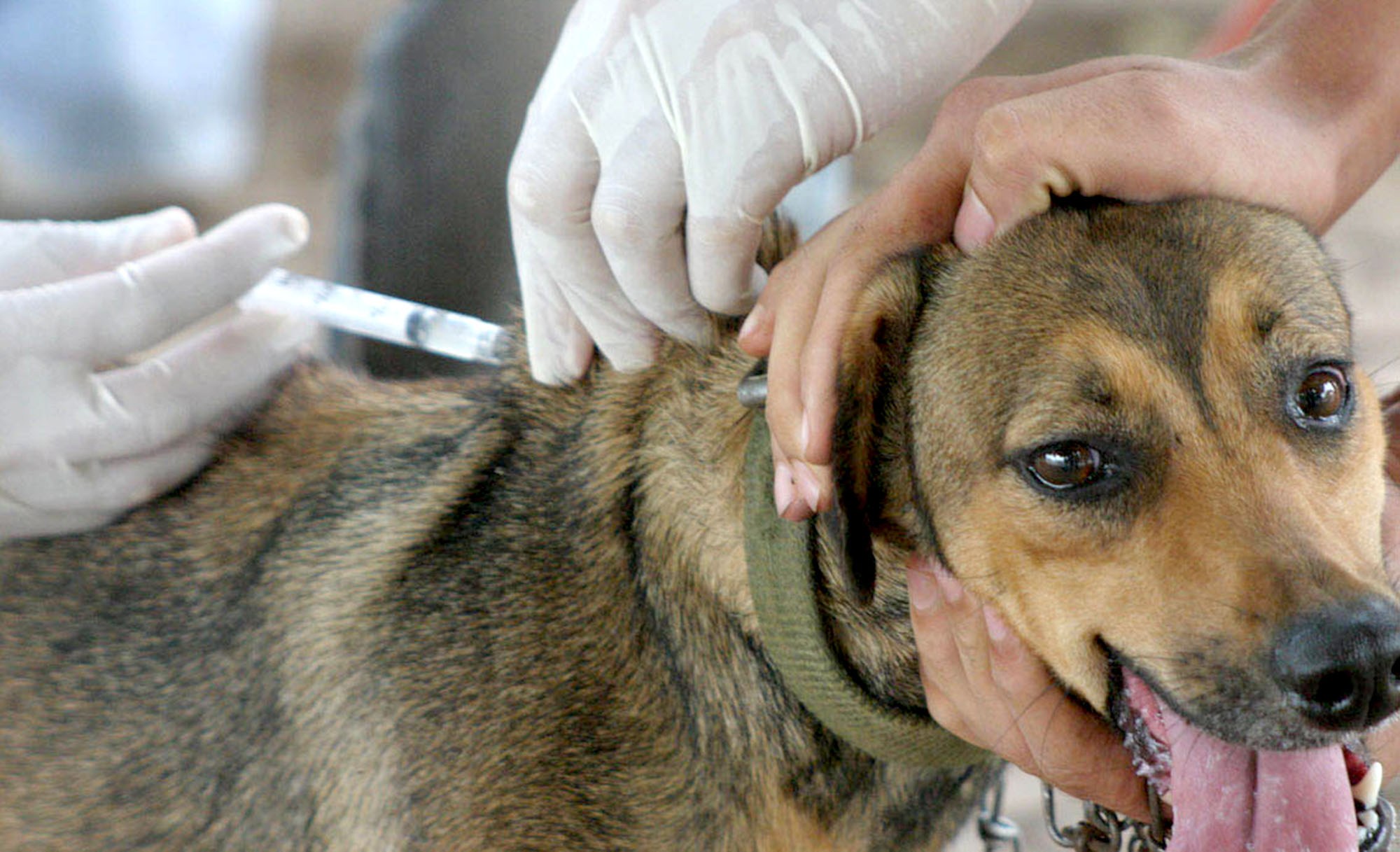 Campanha antirrábica vacina mais de 110 mil animais na Zona Norte do Rio