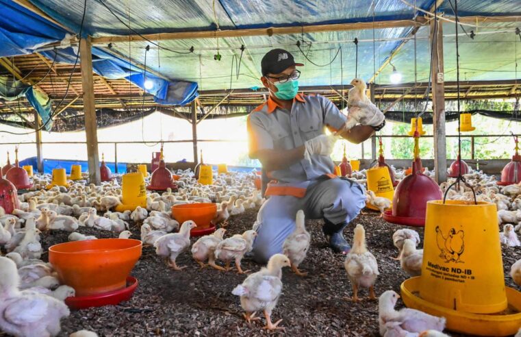 Brasil registra 100º caso de gripe aviária, diz Min. da Agricultura e Pecuária