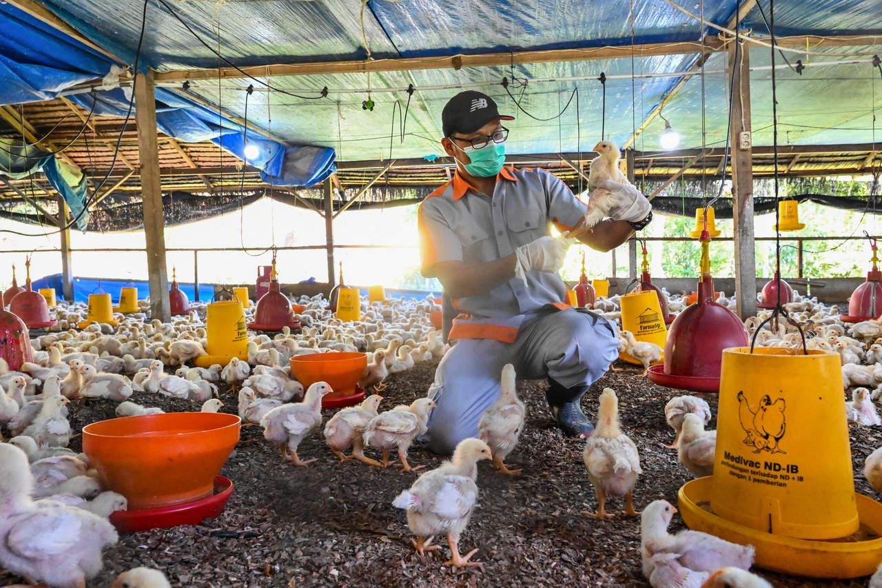 Brasil registra 100º caso de gripe aviária, diz Min. da Agricultura e Pecuária