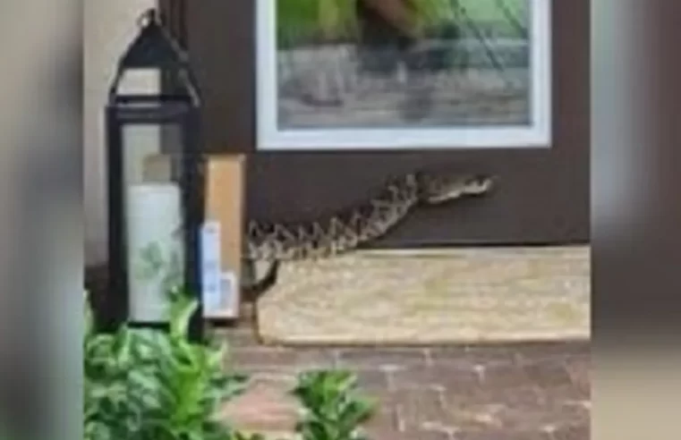 Entregadora da Amazon dos EUA é mordida por cobra venenosa durante entrega