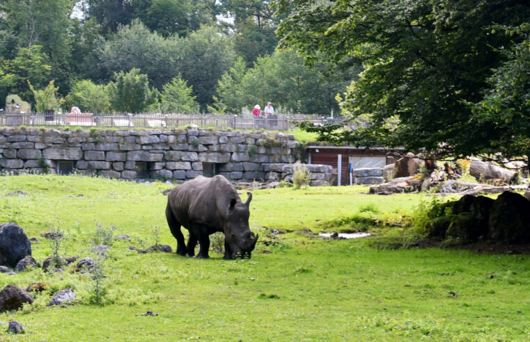 Rinoceronte mata tratadora e deixa outro gravemente ferido em zoológico na Áustria