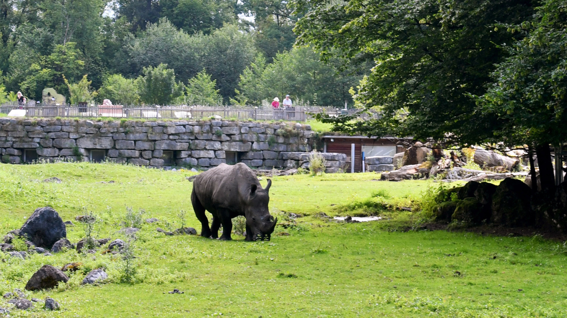 Rinoceronte mata tratadora e deixa outro gravemente ferido em zoológico na Áustria