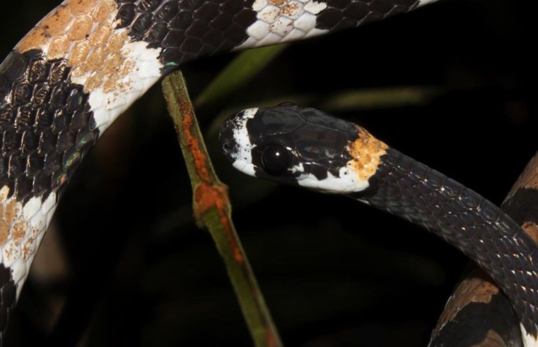 Cientistas brasileiros registram o primeiro “grito” de cobra na América Latina